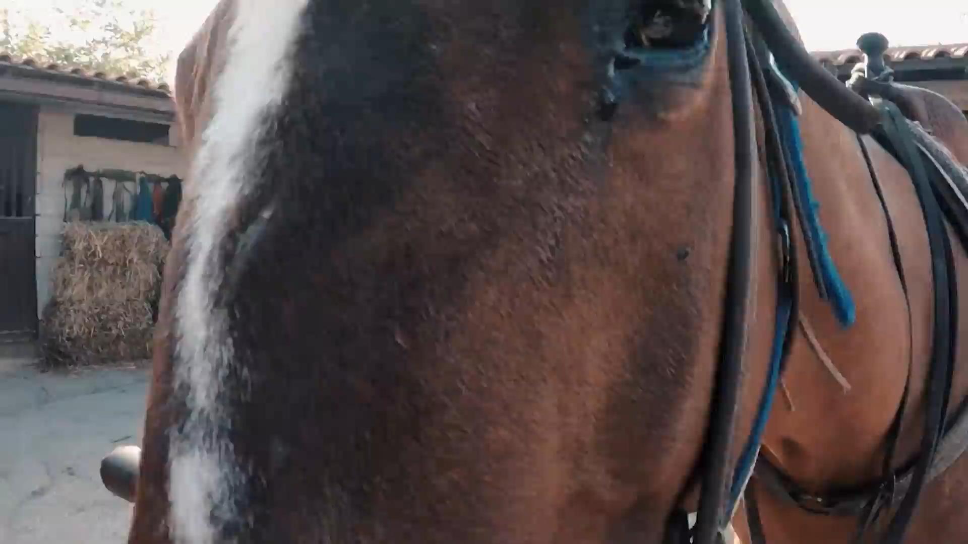 Horse Riding Tour, Naples – Vesuvius Horseback Riding Tour